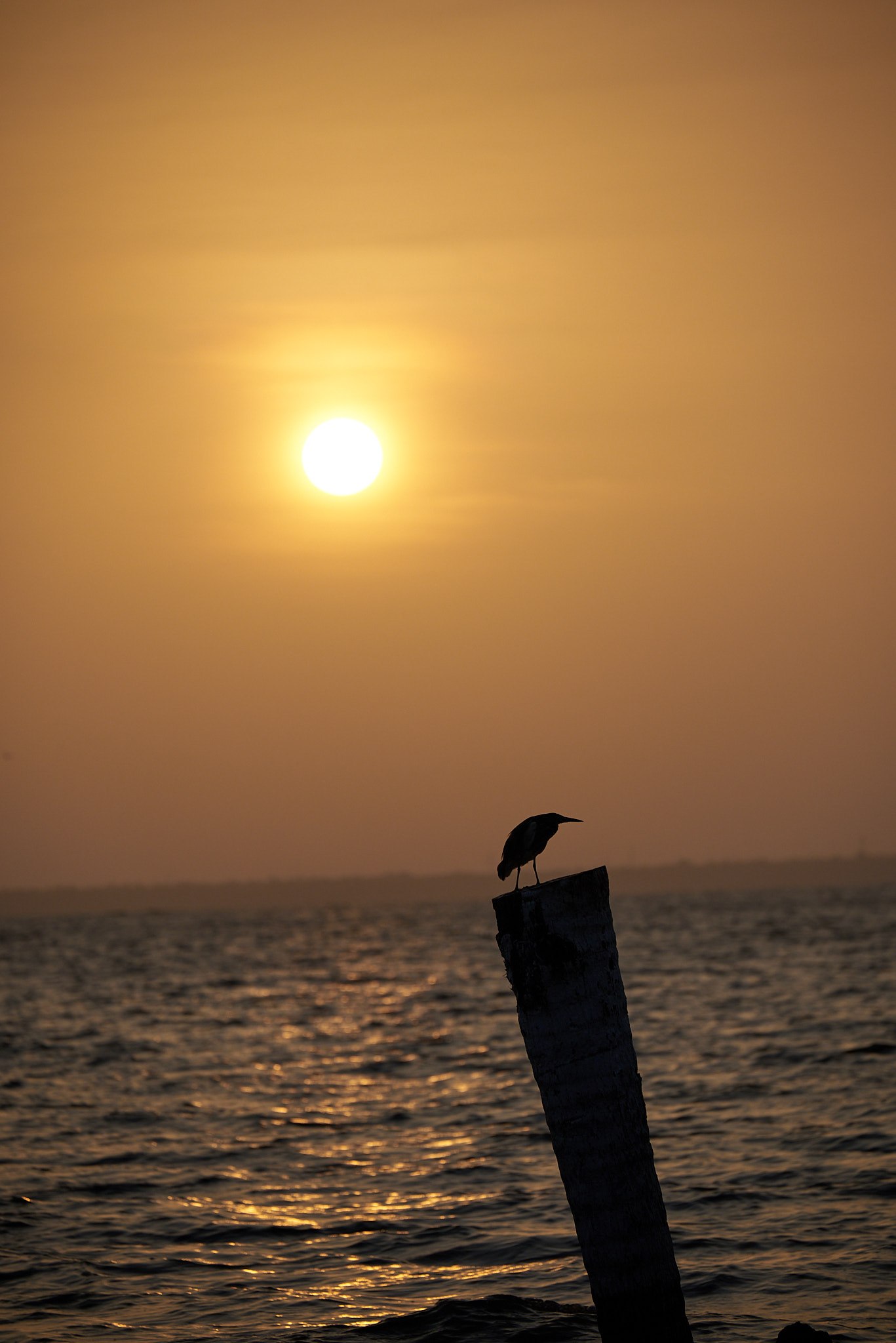 Sunset by the Vembanad Lake